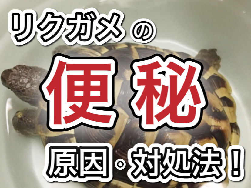 l^摜