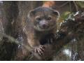 南米で発見された新種の小動物がとってもかわいい！！！！