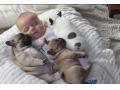 赤ちゃんと子犬の仲良し画像がたまらなく可愛い！最高に癒されます！