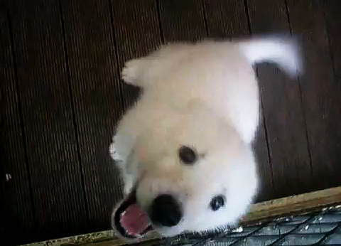 可愛い 白いシベリアンハスキーの子犬 カワイイ 動物の赤ちゃん道場 ノンセクション まにあ道 趣味と遊びを極めるサイト