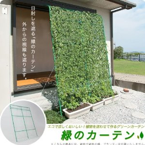 育てた植物が日射しを遮るエコで涼しい緑のカーテン