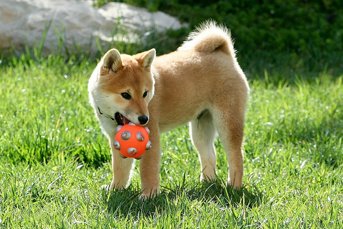 柴犬 ポチ