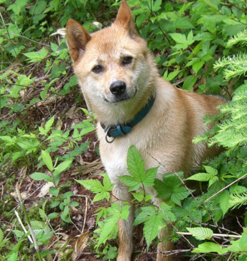 なぜ犬の名前に ポチ がつけられるようになったのか ポチたま道場 ライフ まにあ道 趣味と遊びを極めるサイト