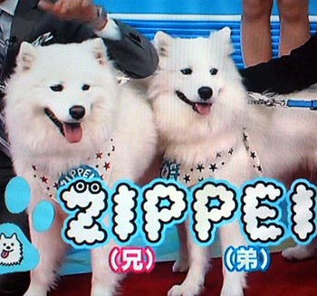 日本テレビZIP!ZIPPEI看板犬声帯サモエド車内放置死亡殺害ペットショップ動物プロダクションZOOJAPAN