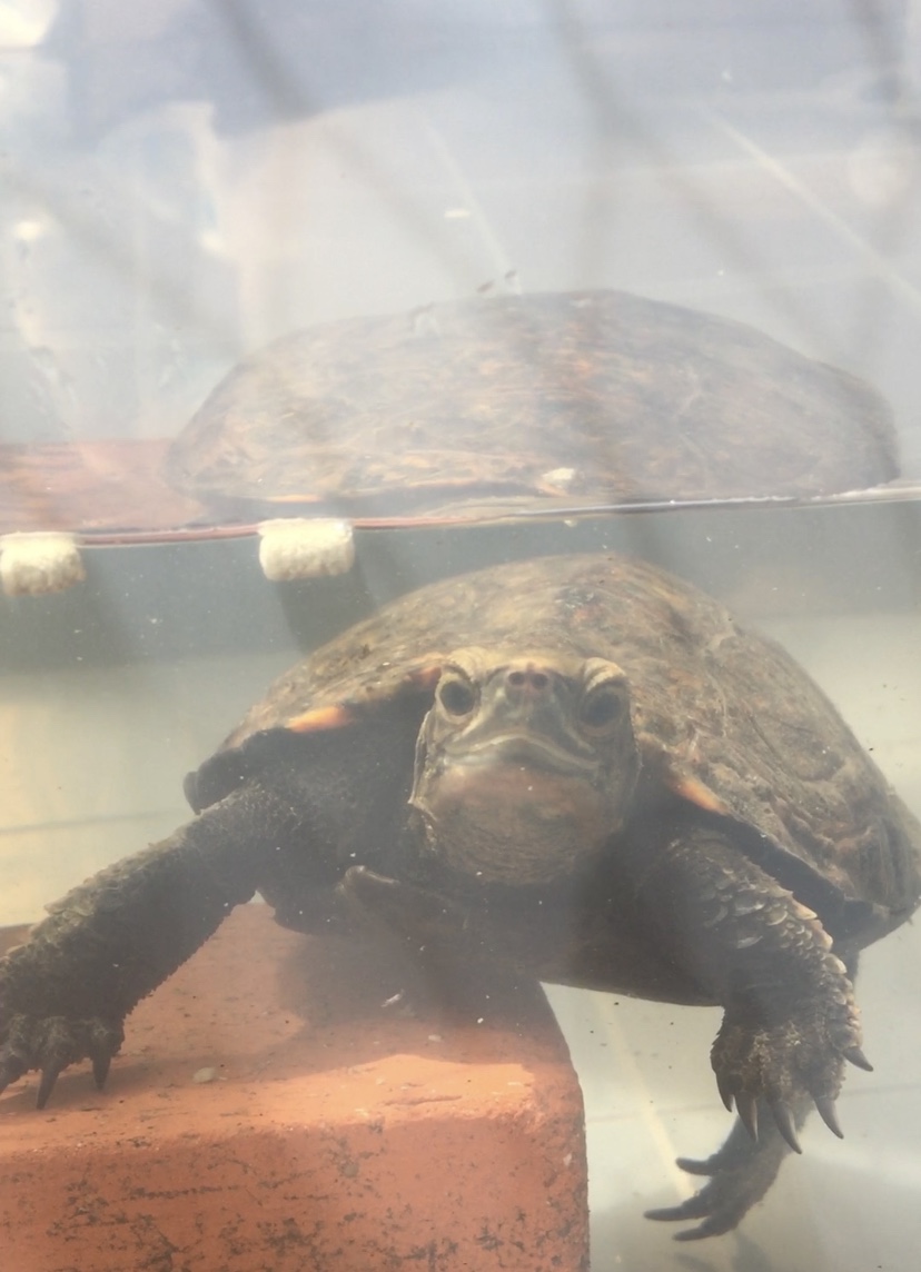 亀が餌を食べない原因と対処法 まとめ 年版 まゆみん解説 亀の飼育 大辞典道場 マニアーナ まにあ道 趣味と遊びを極めるサイト