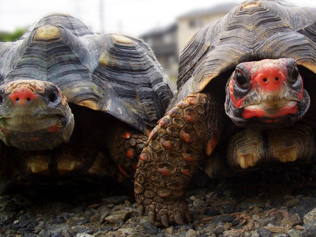 アカアシガメ アカアシリクガメ チェリーヘッドの特徴は まゆみん解説 亀の飼育 大辞典道場 マニアーナ まにあ道 趣味と遊びを極めるサイト