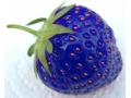 強烈に青いブルー・イチゴが誕生！寒さに強い遺伝子に組み換え