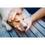 What is the Best Cbd Oil For Dogs With Arthritis?道場 What is the Best Cbd Oil For Dogs With Arthritis?道場
