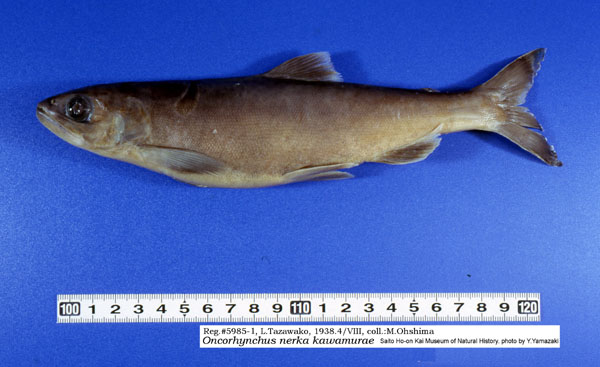 幻の魚 クニマス を再発見に貢献 天皇も褒める さかなクンの名誉ある肩書き一覧 芸能ニュース道場 エンターテイメント まにあ道 趣味と遊びを極めるサイト