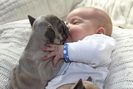 赤ちゃんと子犬の仲良し画像がたまらなく可愛い 最高に癒されます カワイイ 動物の赤ちゃん道場 ノンセクション まにあ道 趣味と遊びを極めるサイト