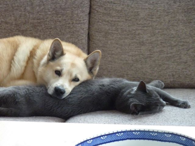 仲良しすぎる犬と猫の画像10連発！可愛すぎます！！ 異種動物仲良し画像･動画道場 ライフ まにあ道