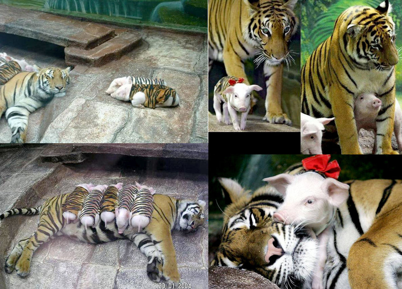 衝撃的な異種動物仲良し画像10連発 虎と豚 ライオンと虎と熊などが仲良し 貫禄ありすぎ 異種動物仲良し画像 動画道場 ライフ まにあ道 趣味と遊びを極めるサイト