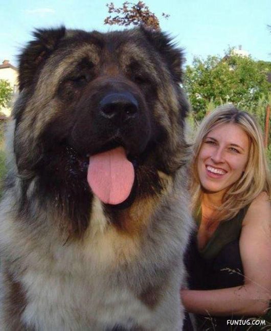 世界の超大型犬画像