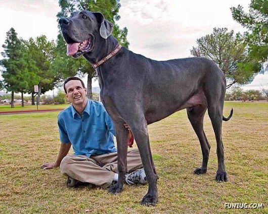 世界の超大型犬画像 信じられない程のデカさ ビビビ 衝撃走る 画像 動画道場 エンターテイメント まにあ道 趣味と遊びを極めるサイト