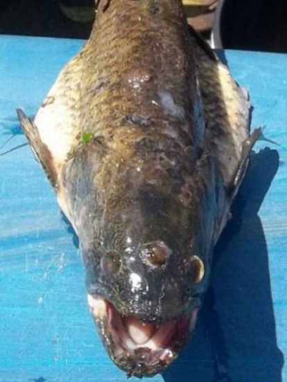 原発近くで3つ目の魚が発見される