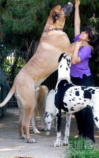 世界の超大型犬画像