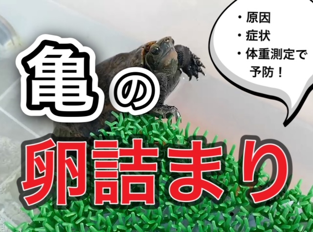 亀の卵詰まり おもな症状や対処方法 まとめ 21年版 まゆみん解説 亀の飼育 大辞典道場 マニアーナ まにあ道 趣味と遊びを極めるサイト