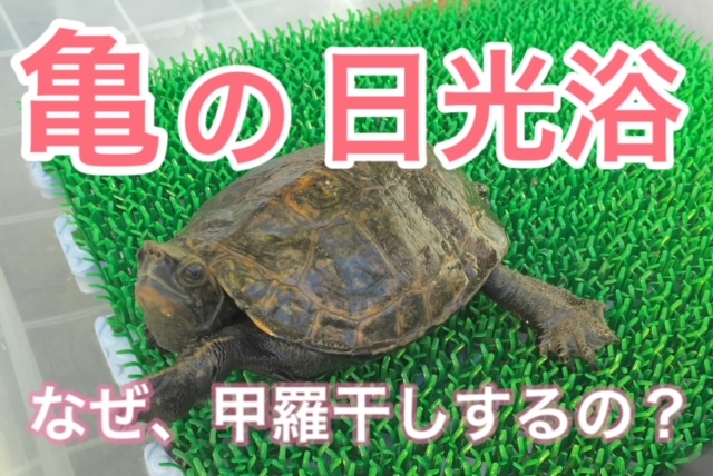 亀が日光浴するのはなぜ 日光浴の役割と効果まとめ まゆみん解説 亀の飼育 大辞典道場 マニアーナ まにあ道 趣味と遊びを極めるサイト
