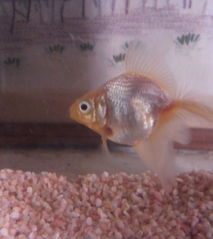 金魚の冬の飼育 餌のあげ方 水換えの回数など おさかな専門道場 まにあ道 趣味と遊びを極めるサイト
