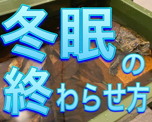 亀の冬眠 亀を起こす方法と冬眠明けの飼育 まとめ 21年版 まゆみん解説 亀の飼育 大辞典道場 マニアーナ まにあ道 趣味と遊びを極めるサイト