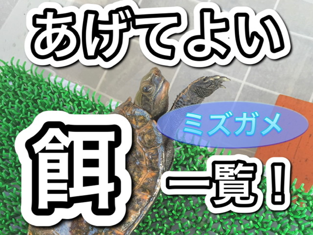 亀の餌 亀にあげてよい餌 食べ物 一覧 まゆみん解説 亀の飼育 大辞典道場 マニアーナ まにあ道 趣味と遊びを極めるサイト