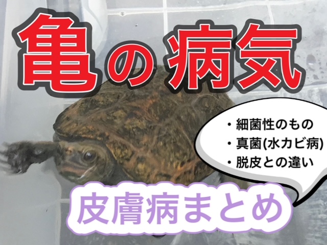 亀の皮膚病について 原因 薬 治療 まとめ 21年版 まゆみん解説 亀の飼育 大辞典道場 マニアーナ まにあ道 趣味と遊びを極めるサイト