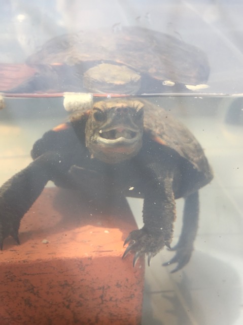 亀の餌 亀にあげてよい餌 食べ物 一覧 年版 まゆみん解説 亀の飼育 大辞典道場 マニアーナ まにあ道 趣味と遊びを極めるサイト