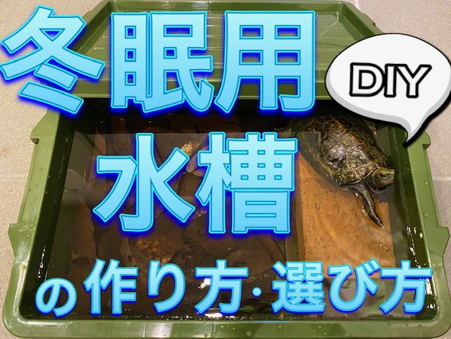 亀の冬眠に使う水槽はどうしてる 作り方と選び方 21年版 まゆみん解説 亀の飼育 大辞典道場 マニアーナ まにあ道 趣味と遊びを極めるサイト