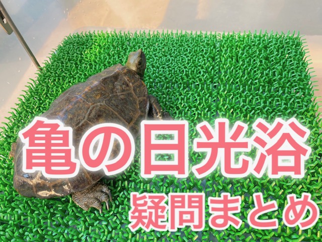 亀の日光浴のさせ方 よくある疑問まとめ 21年版 まゆみん解説 亀の飼育 大辞典道場 マニアーナ まにあ道 趣味と遊びを極めるサイト