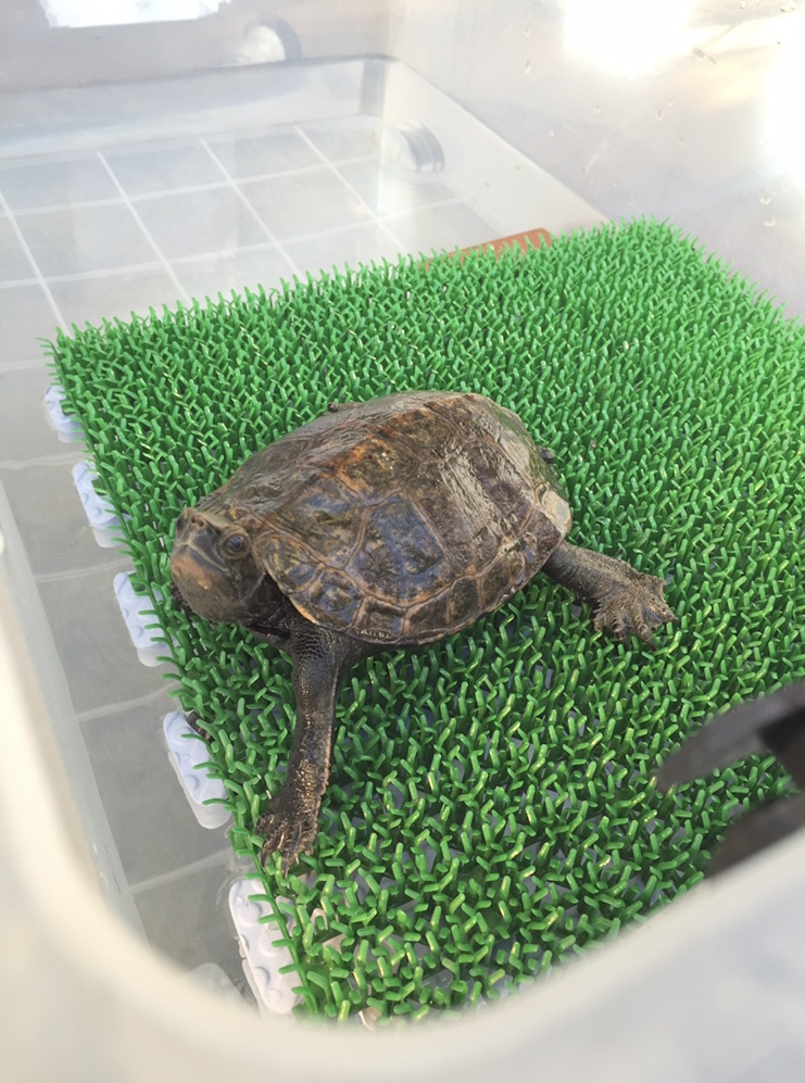 亀の飼育で使う 水槽の選び方 おすすめの水槽がわかる 年版 まゆみん解説 亀の飼育 大辞典道場 マニアーナ まにあ道 趣味と遊びを極めるサイト