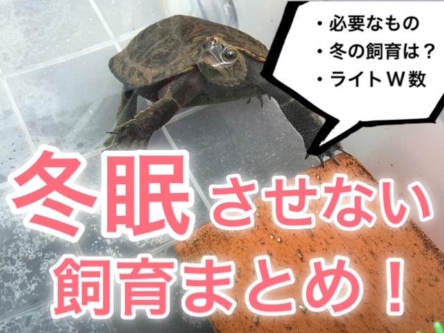 亀の冬の飼育 亀を冬眠させないときの飼育方法 まとめ 21年版 まゆみん解説 亀の飼育 大辞典道場 マニアーナ まにあ道 趣味と遊びを極めるサイト