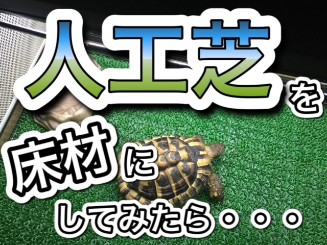 リクガメの床材を人工芝にした結果 まとめ 21年版 まゆみん解説 亀の飼育 大辞典道場 マニアーナ まにあ道 趣味と遊びを極めるサイト